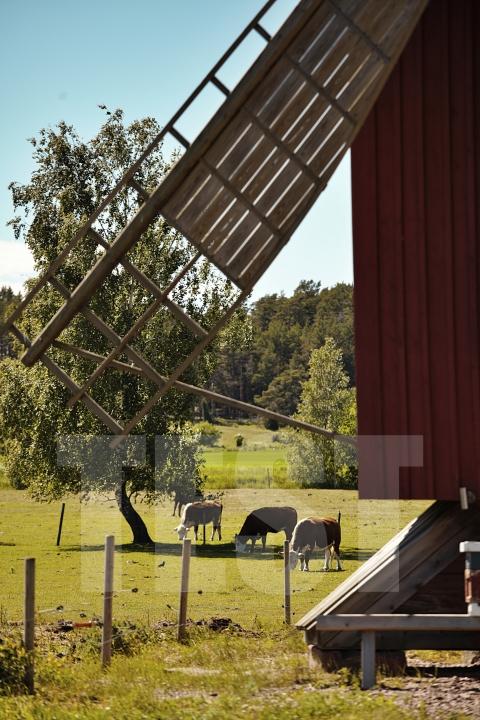 Kvarnen med betande djur