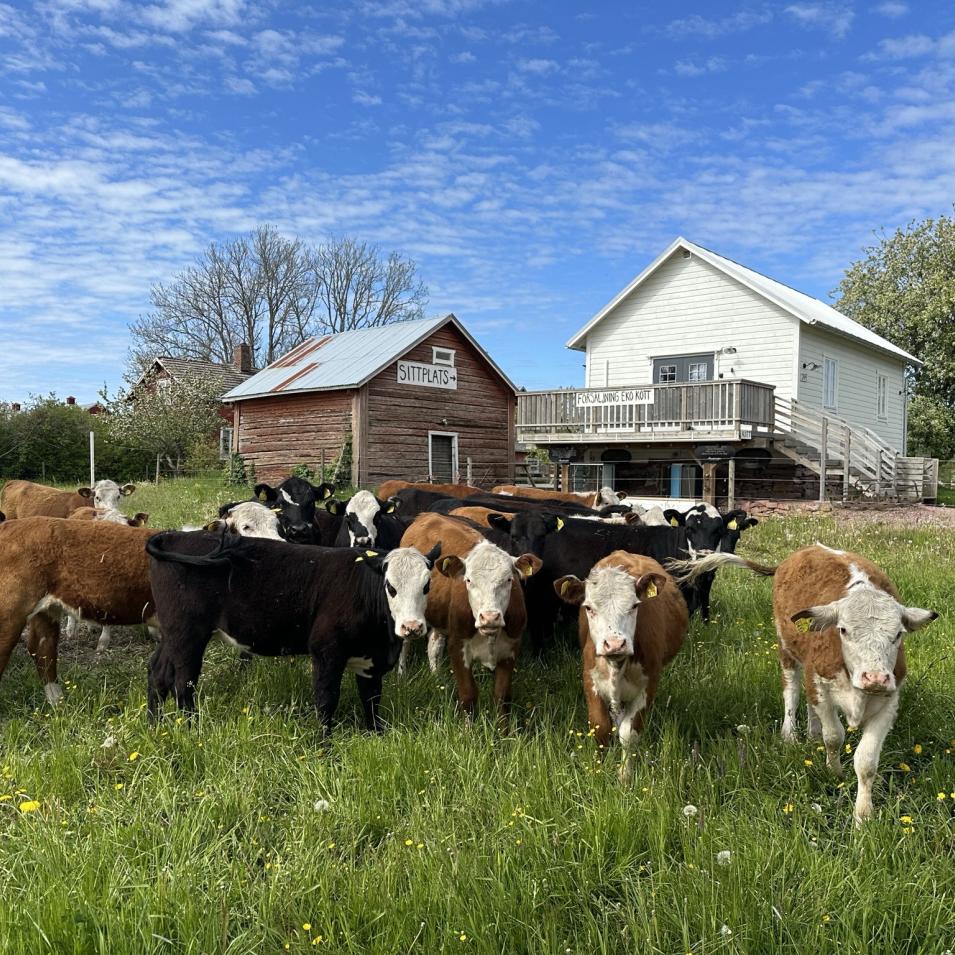 Kossorna framför gårdshuset